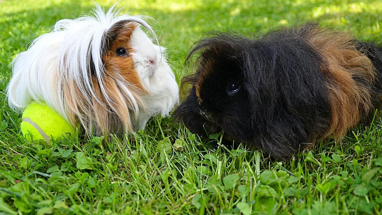 #5 – Guinea Pigs Become Withdrawn After Separation (Image Credits: Pixabay)