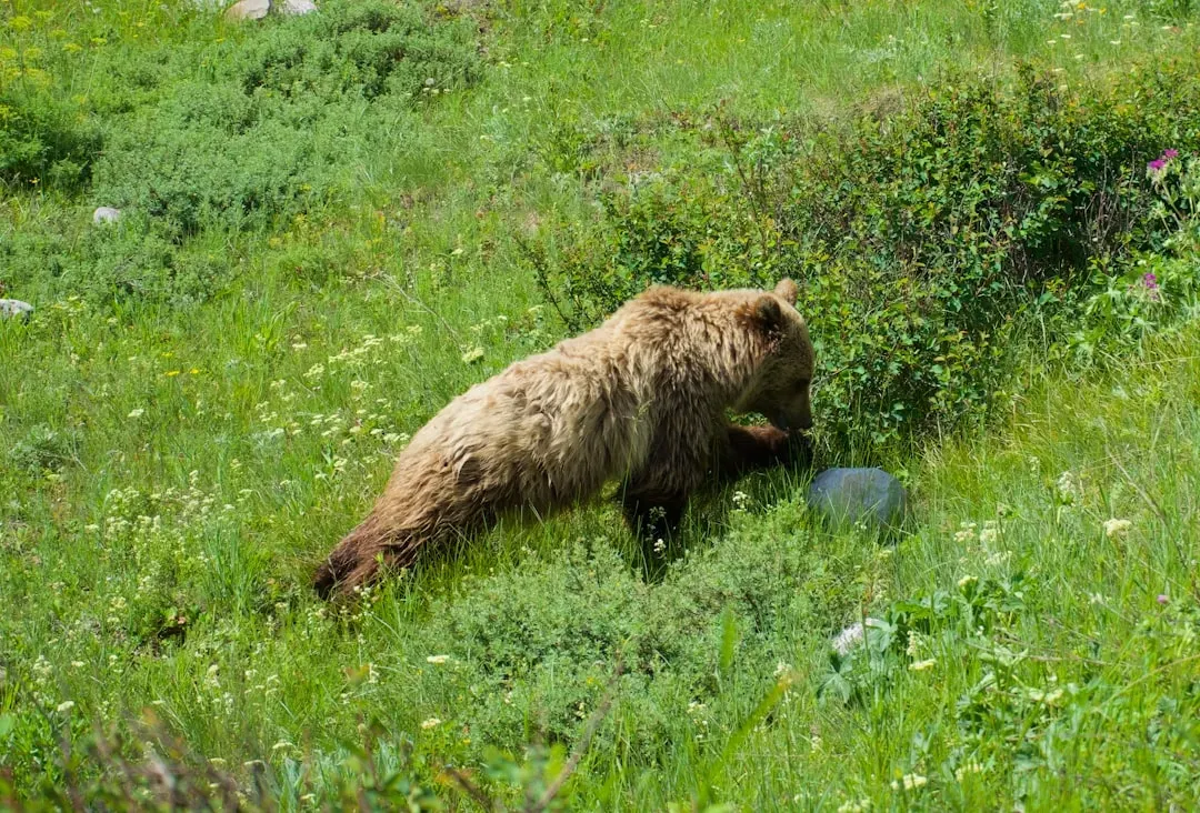 Grizzly Bears and Other Scavengers Gained a New Food Source (Image Credits: Unsplash)