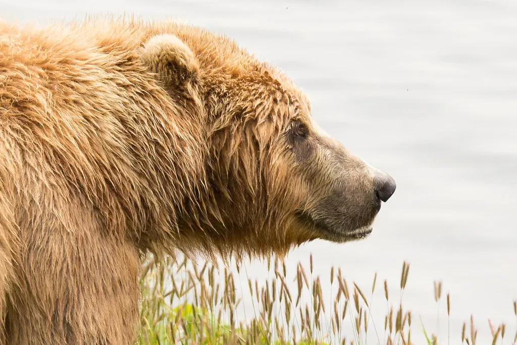 Their Sense of Smell Is Beyond What Seems Possible (Image Credits: Flickr)