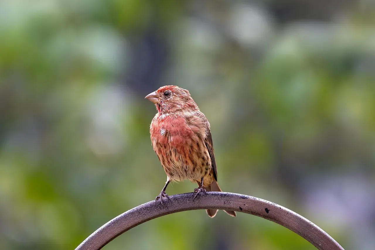 Pisces (February 19 &ndash; March 20): The House Finch (Image Credits: Pixabay)