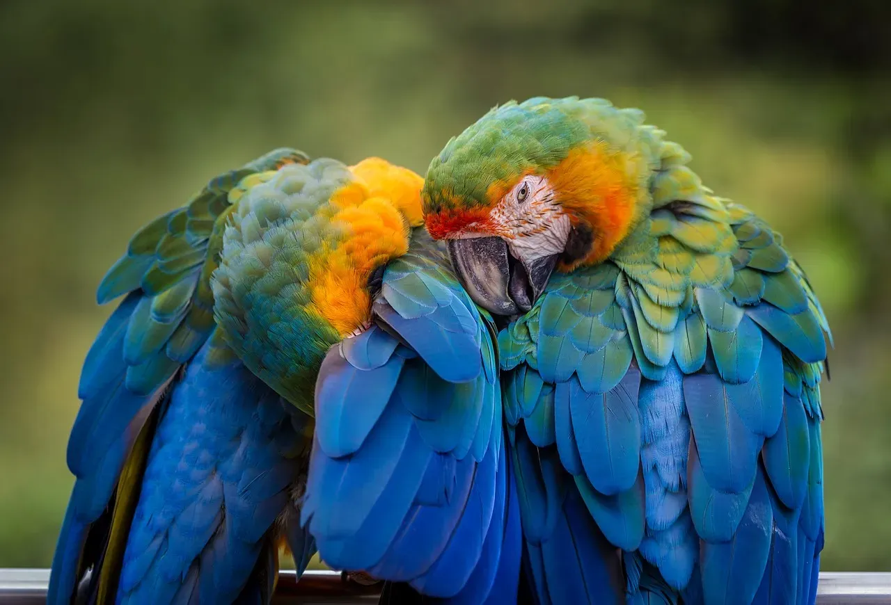 Blue-and-Yellow Macaw: The Classic Amazon Parrot (Image Credits: Pixabay)