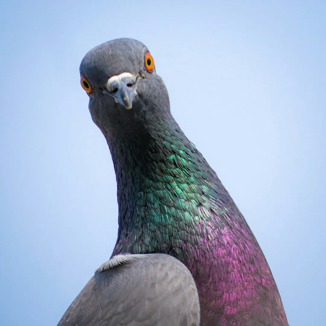 Why Pigeons Became The Unsung Stars Of Cognition Research (Image Credits: Unsplash)