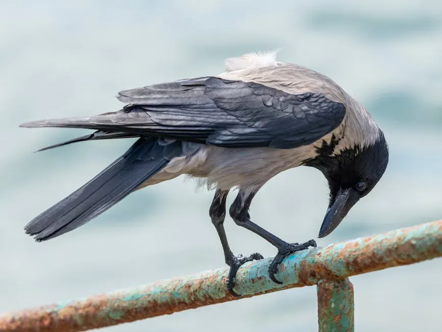 The Crow Feather: Balance Between Light and Dark (Image Credits: Pexels)