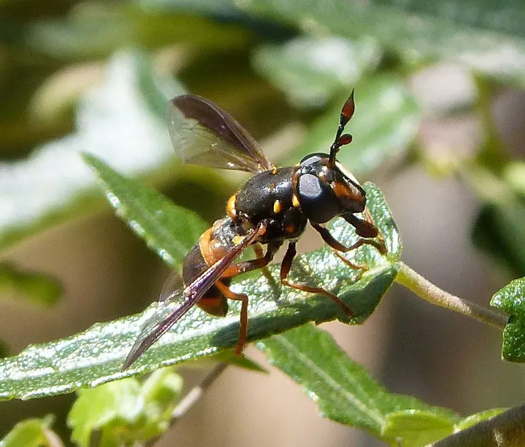 5. Hoverflies: Wasp Lookalikes with Killer Kids (gailhampshire, Flickr, CC BY 2.0)