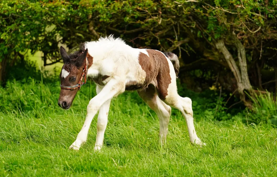 #2 - The Paint Horse Foal That Never Should Have Been Born (Image Credits: Unsplash)