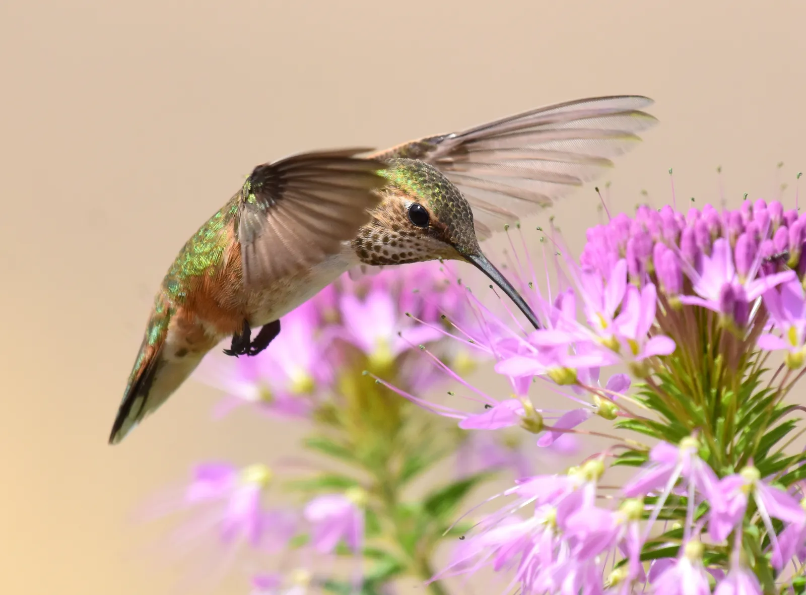 #8 - Flowering Trees Quietly Decide If Hummingbirds Ever Show Up (Rufous hummingbird at Seedskadee National Wildlife Refuge, Public domain)