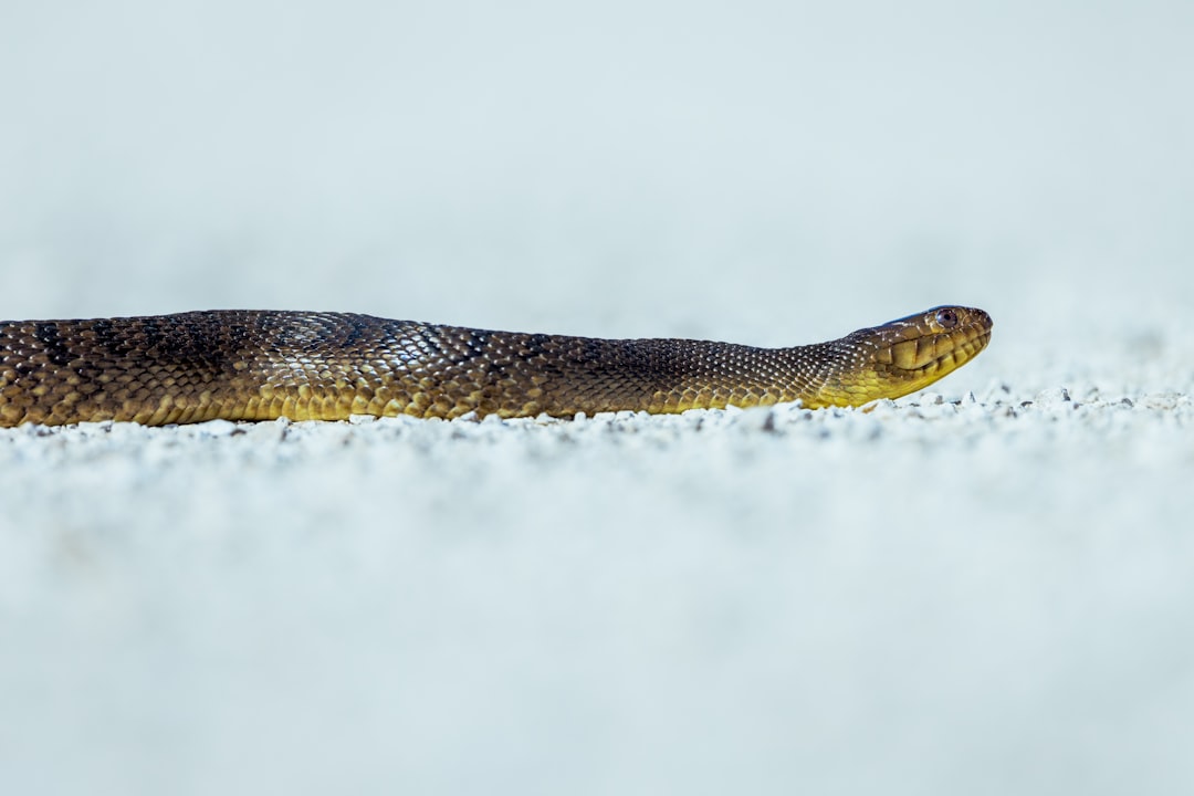 Snakes Abandon Hibernation Despite Freezing Temperatures (Image Credits: Unsplash)