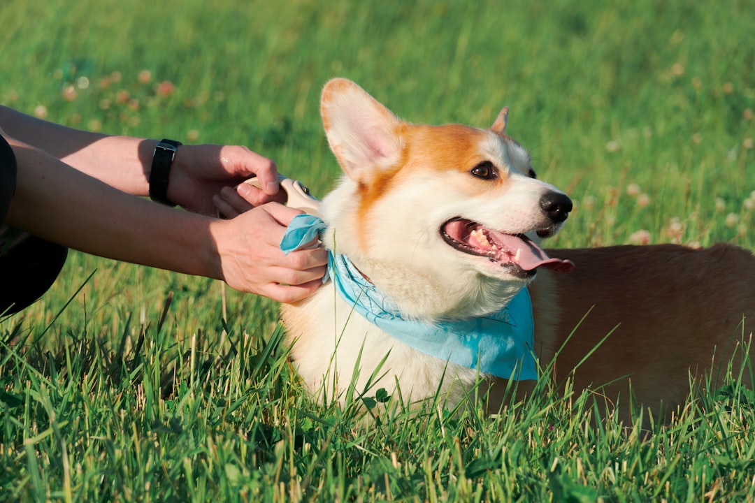 Dogs Use Their Superior Senses to Detect Chemical and Pressure Changes (Image Credits: Unsplash)