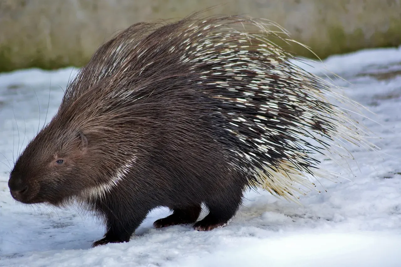 6. The Porcupine: A Golden Shower of Romance (Image Credits: Pixabay)