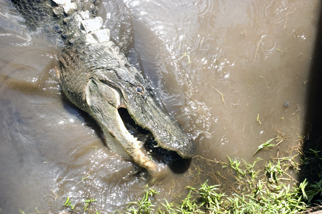 American Alligator (Image Credits: Flickr)