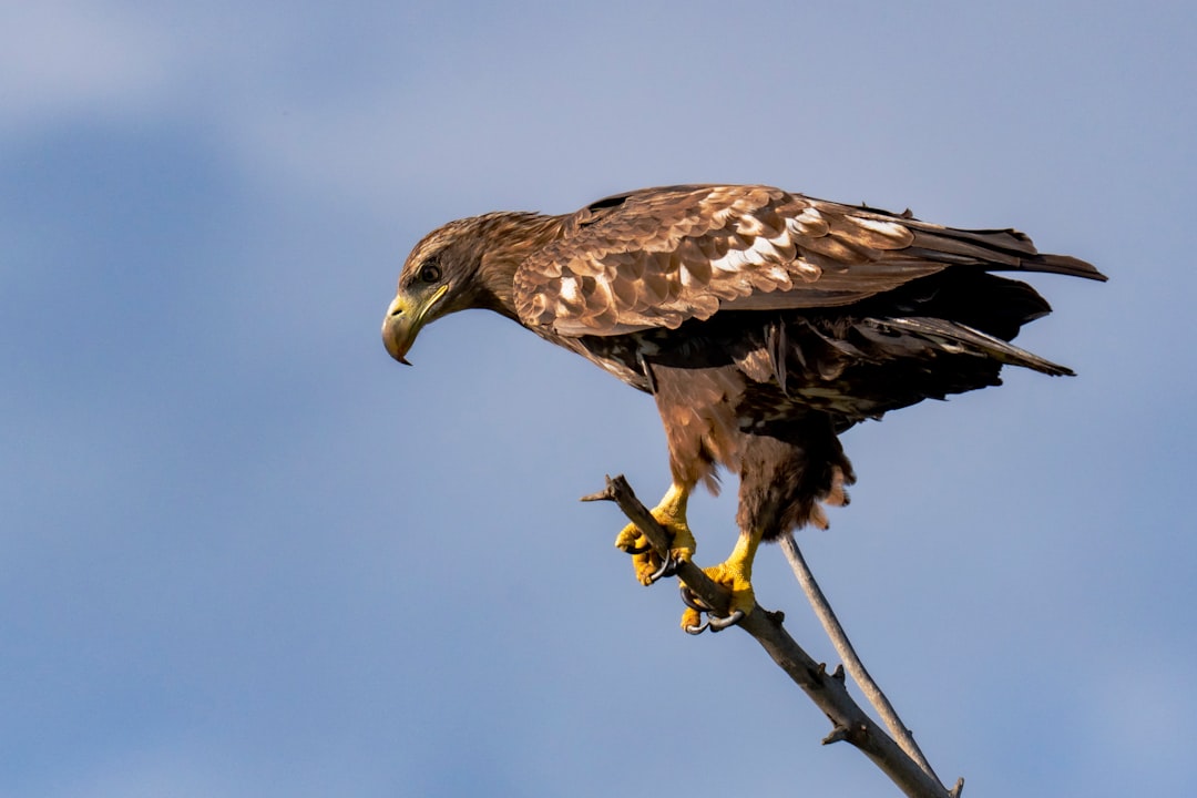 The Eagle's Deadly Advantage (Image Credits: Unsplash)