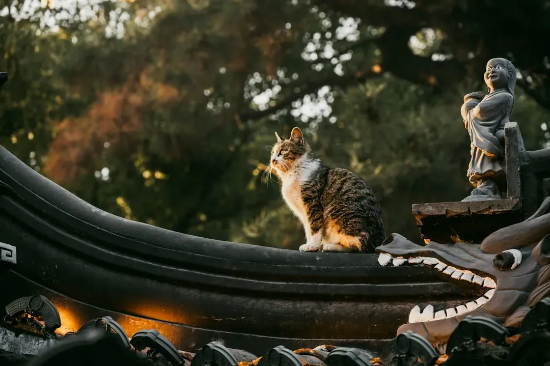 Finding Your Feline Self: A Final Reflection (Image Credits: Unsplash)