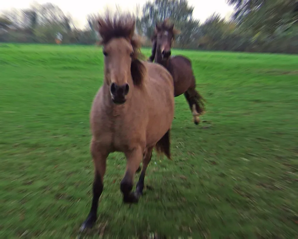 Love and Romance in the Horse's World (Image Credits: Flickr)