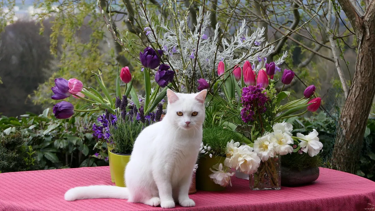 #23 - Turkish Van: Water-Loving Athletes in a Still House (Image Credits: Pixabay)