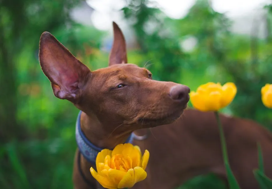 #24 - Pharaoh Hounds, Ibizan Hounds, and Other Elegant Sight Hounds (Image Credits: Pexels)