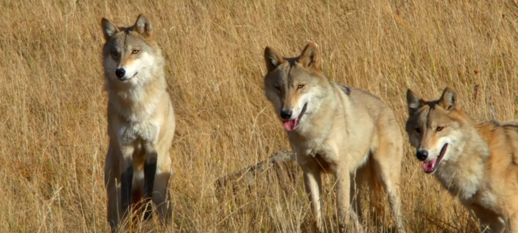 Totem Animal and Personal Power (Image Credits: Wikimedia)