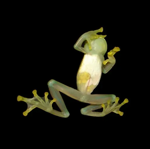 Glass Frogs: The Karate-Kicking Defenders (Image Credits: Wikimedia)