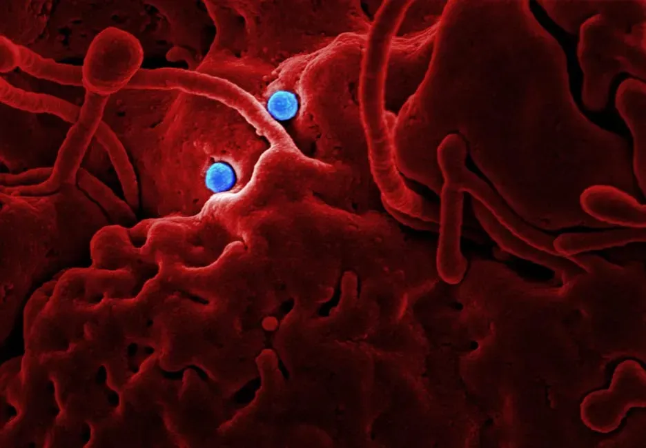 #4: Zombie Genes - Some Cells Actually Get More Active After Death (Image Credits: Pexels)