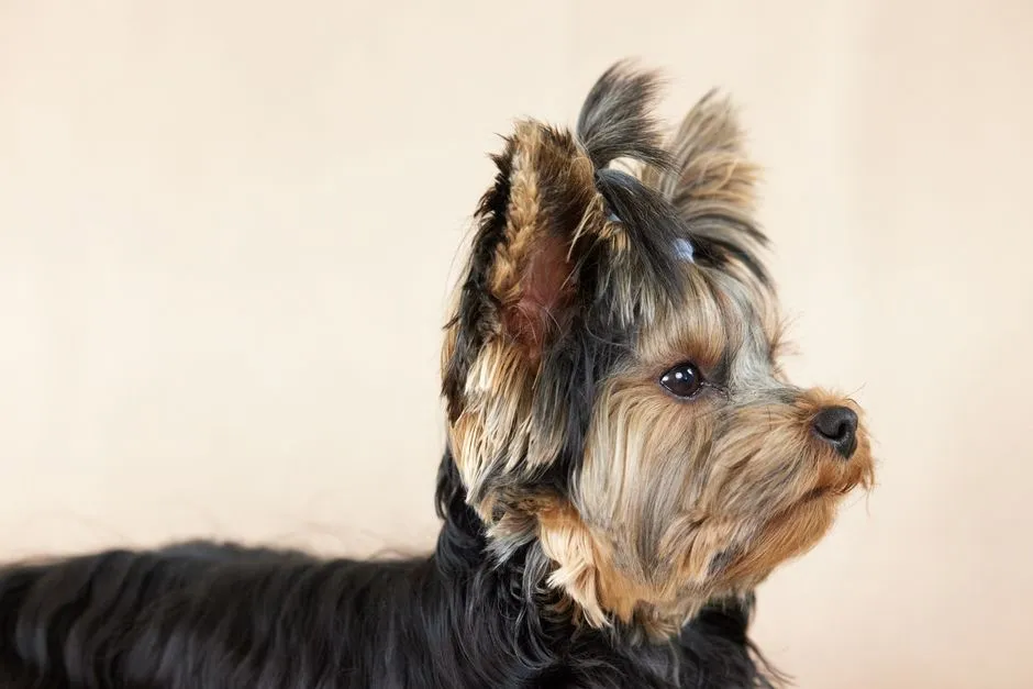 #13 - Yorkshire Terrier: Compact, Confident, and Manageable if You Set Rules (Image Credits: Pexels)