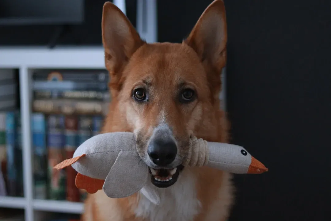 Bringing You Their Favorite Toys (Image Credits: Unsplash)