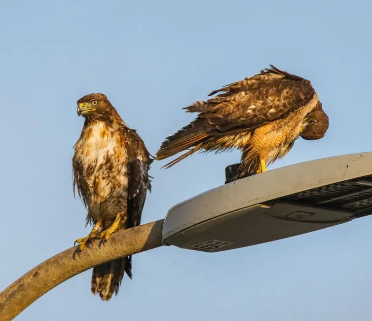 5. The Red-Tailed Hawk: Learning to Use Us (Image Credits: Pexels)