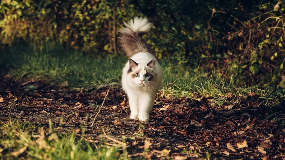 6. Subtle Scent-Marking and “Ownership” Rituals (Image Credits: Unsplash)