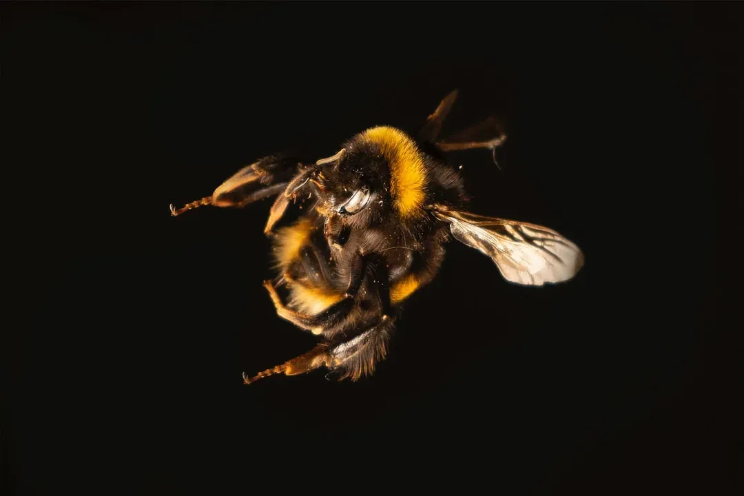 Honeybee Waggle Dance Navigation (Image Credits: Unsplash)