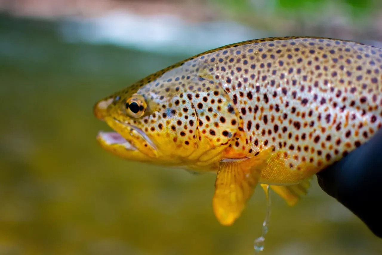 The Siscowet Lake Trout: A Deep-Pressure Specialist Found Only in Lake Superior (Image Credits: Pixabay)