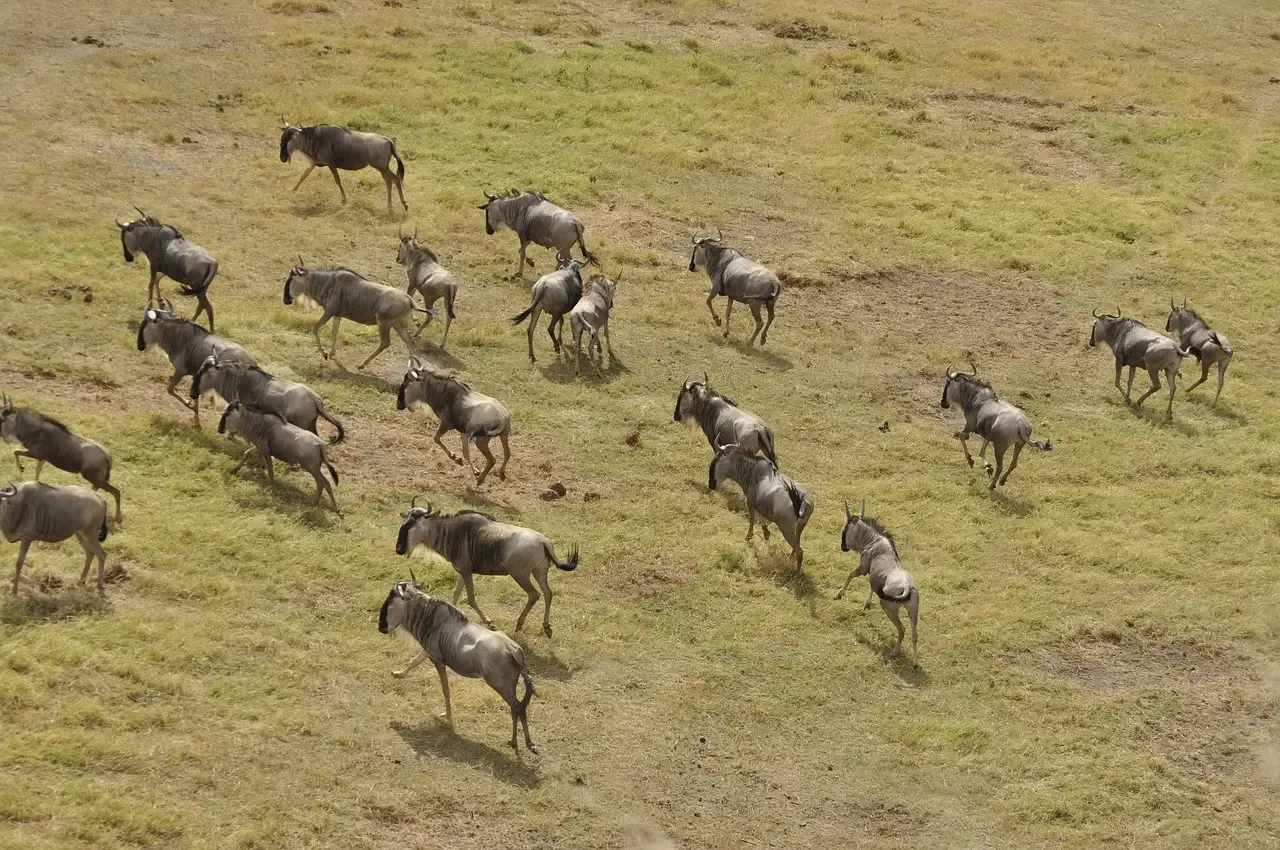 5. Two Distinct Species Roaming Africa (Image Credits: Pixabay)