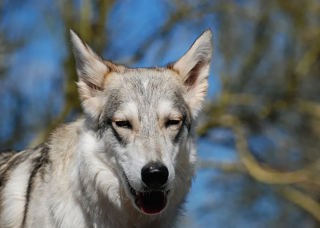 4. Wolves Don't Actually Howl at the Moon (Image Credits: Unsplash)