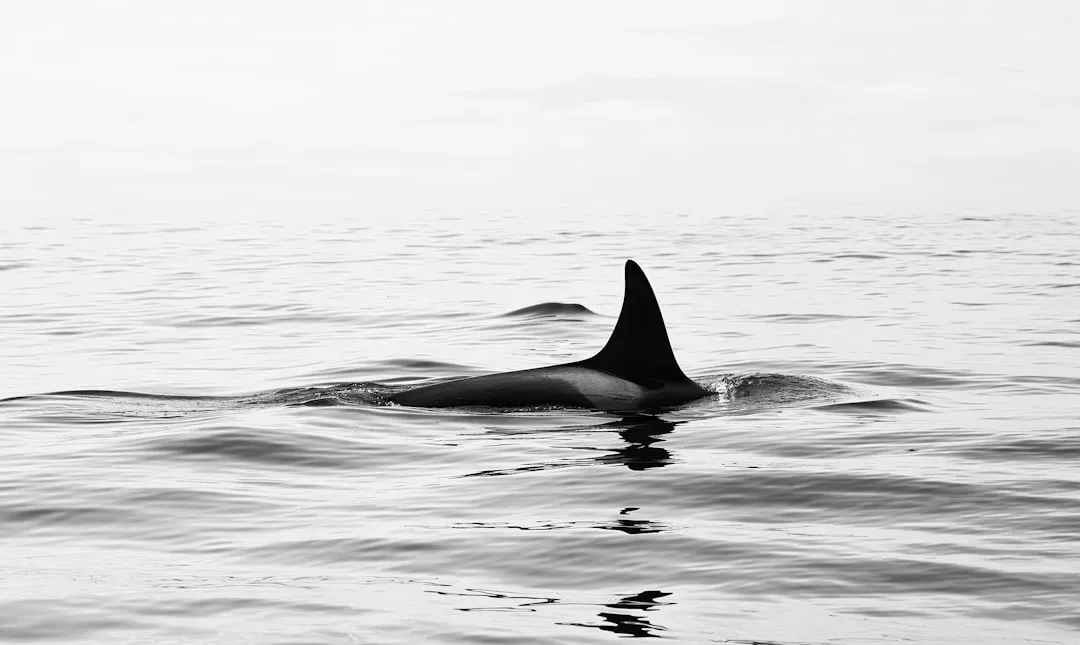 #9: Orcas Show Real Signs of Grief and Emotional Depth (Image Credits: Unsplash)
