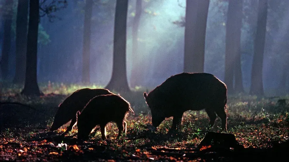 Meet Doggerland: Europe's Forgotten Continent (Image Credits: Getty Images)