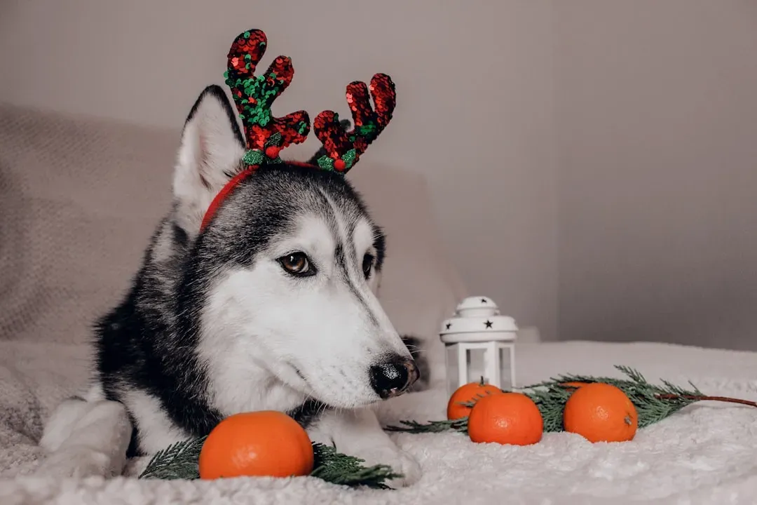 The Tradition of Animals Speaking on Christmas Eve (Image Credits: Unsplash)
