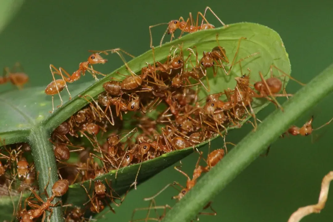 Leafcutter Ants: Underground Cities with Farms Inside (Image Credits: Unsplash)
