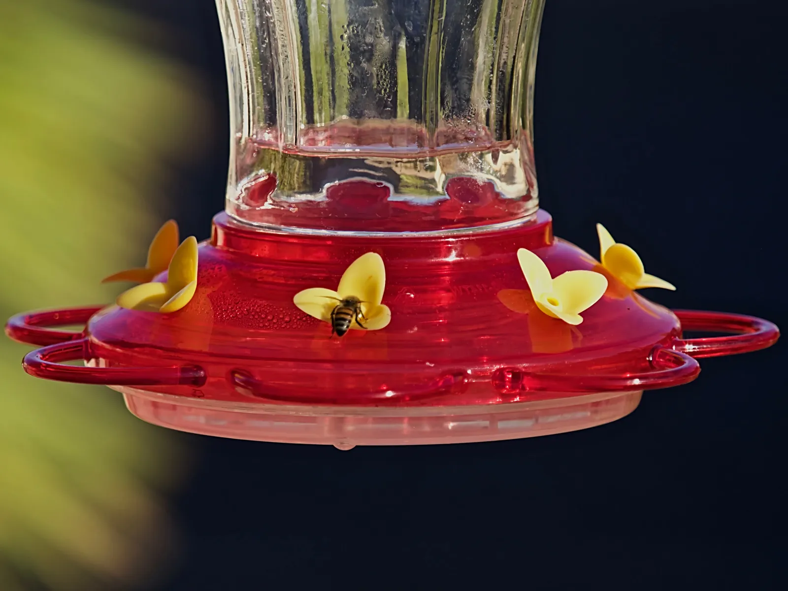 #5 Feeders overrun by bees, wasps, and ants (Bird Feeder, CC BY-SA 2.0)