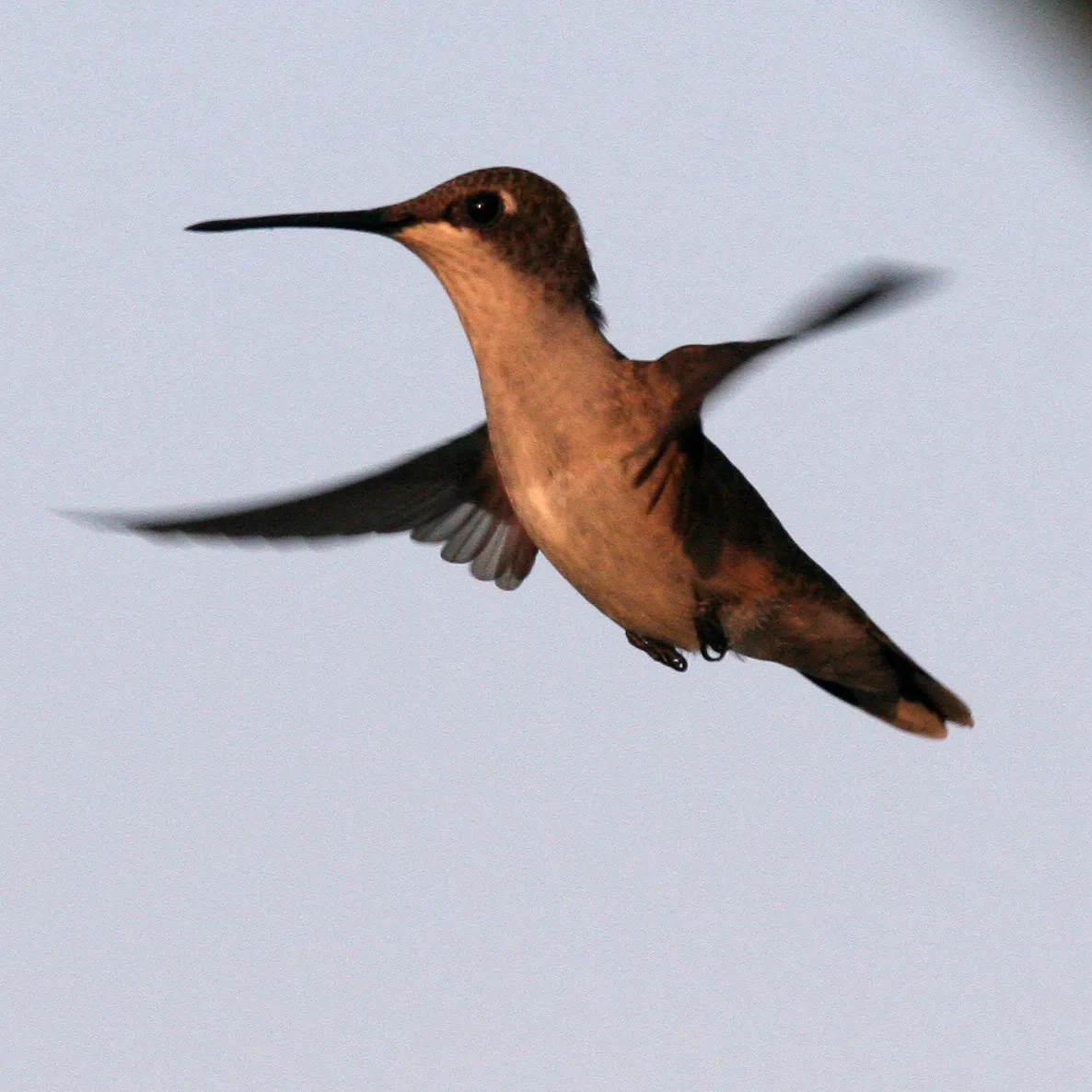 Pisces and the dreamlike nature of the encounter (another hummingbird, CC BY 2.0)