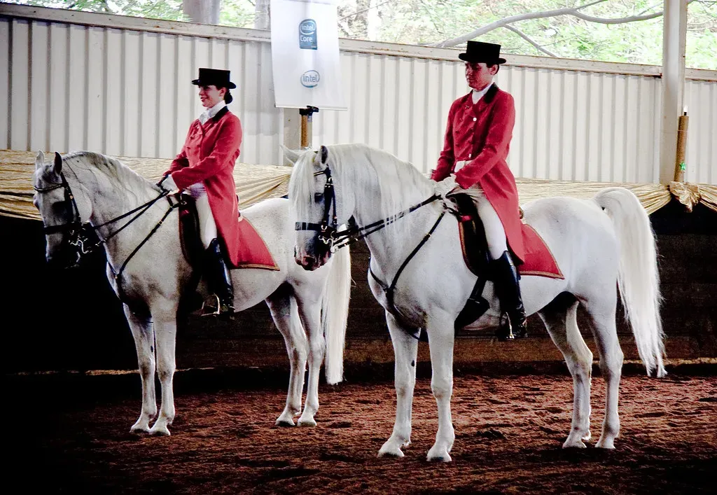 Lipizzaner (Axel B&uuml;hrmann, Flickr, CC BY 2.0)