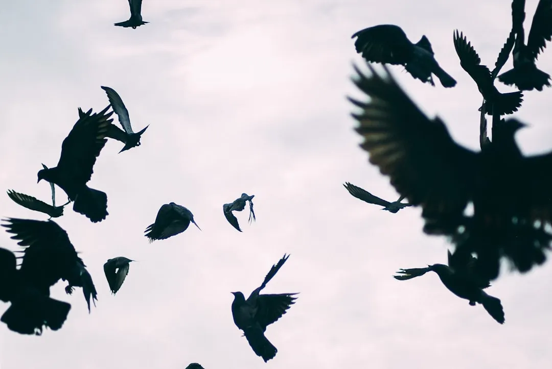 #6 - In Folklore, It's Read as an Omen, and Not a Gentle One (Image Credits: Unsplash)