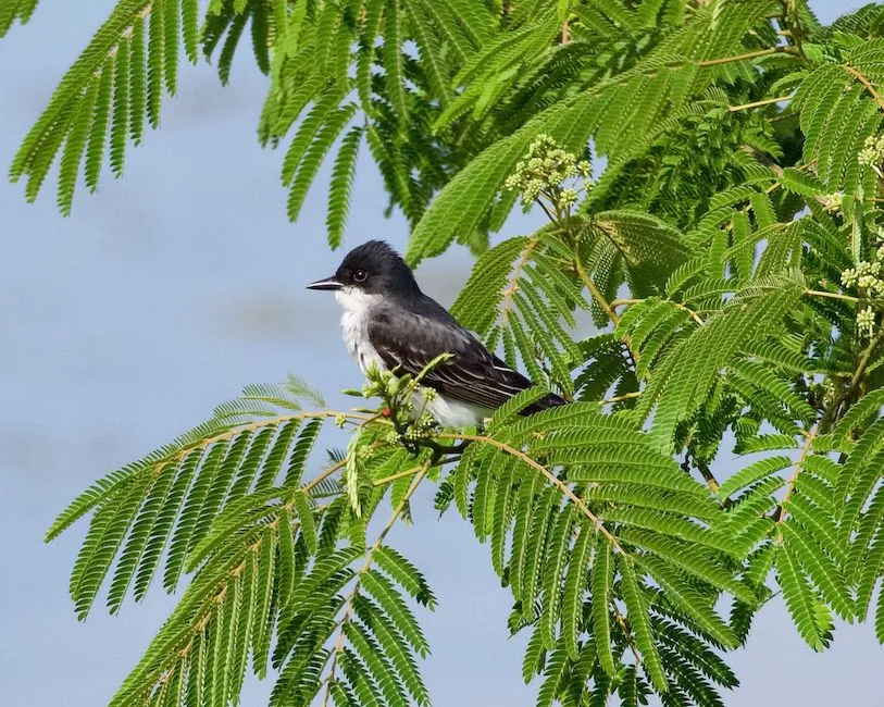 #25 - Eastern Kingbird: The Fence-Post Flycatcher in Retreat (Image Credits: Pexels)