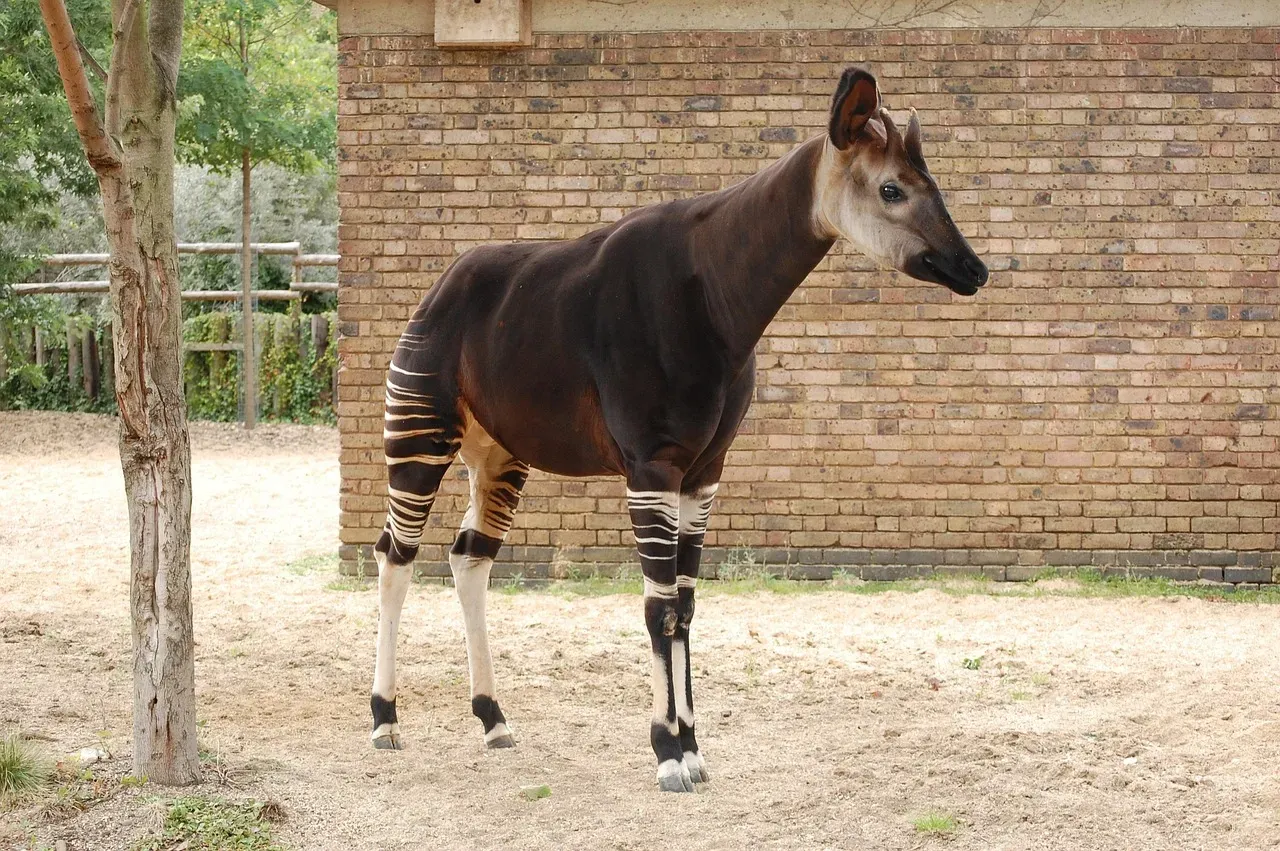 13. The Okapi: Congo's Cryptic Survivor (Image Credits: Pixabay)