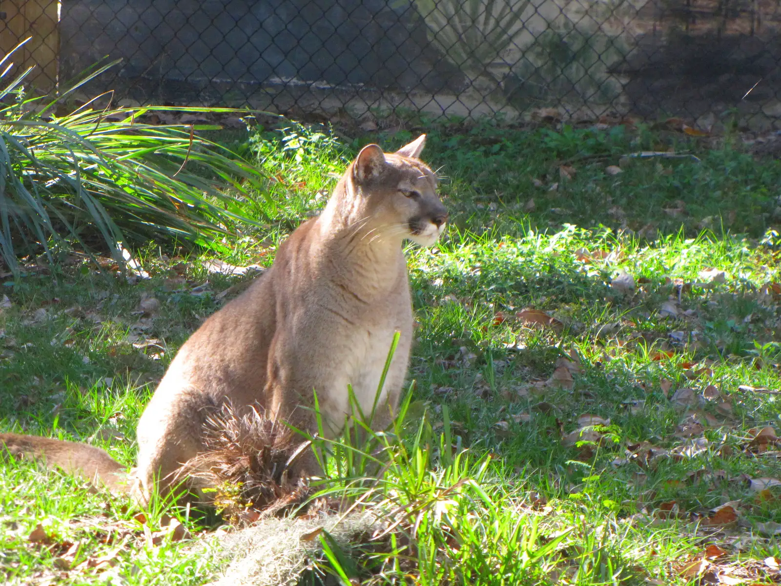 #4 The recovery has a ceiling, and researchers know it (Florida Panther

Uploaded by berichard, CC BY 2.0)