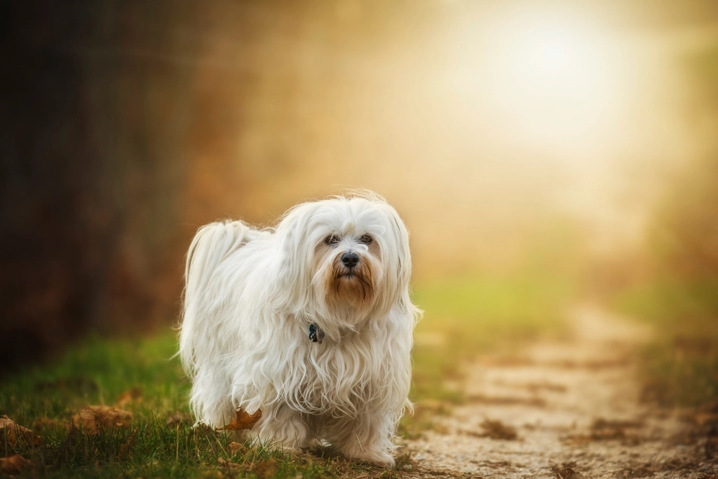 #14. Havanese (Image Credits: Rawpixel)