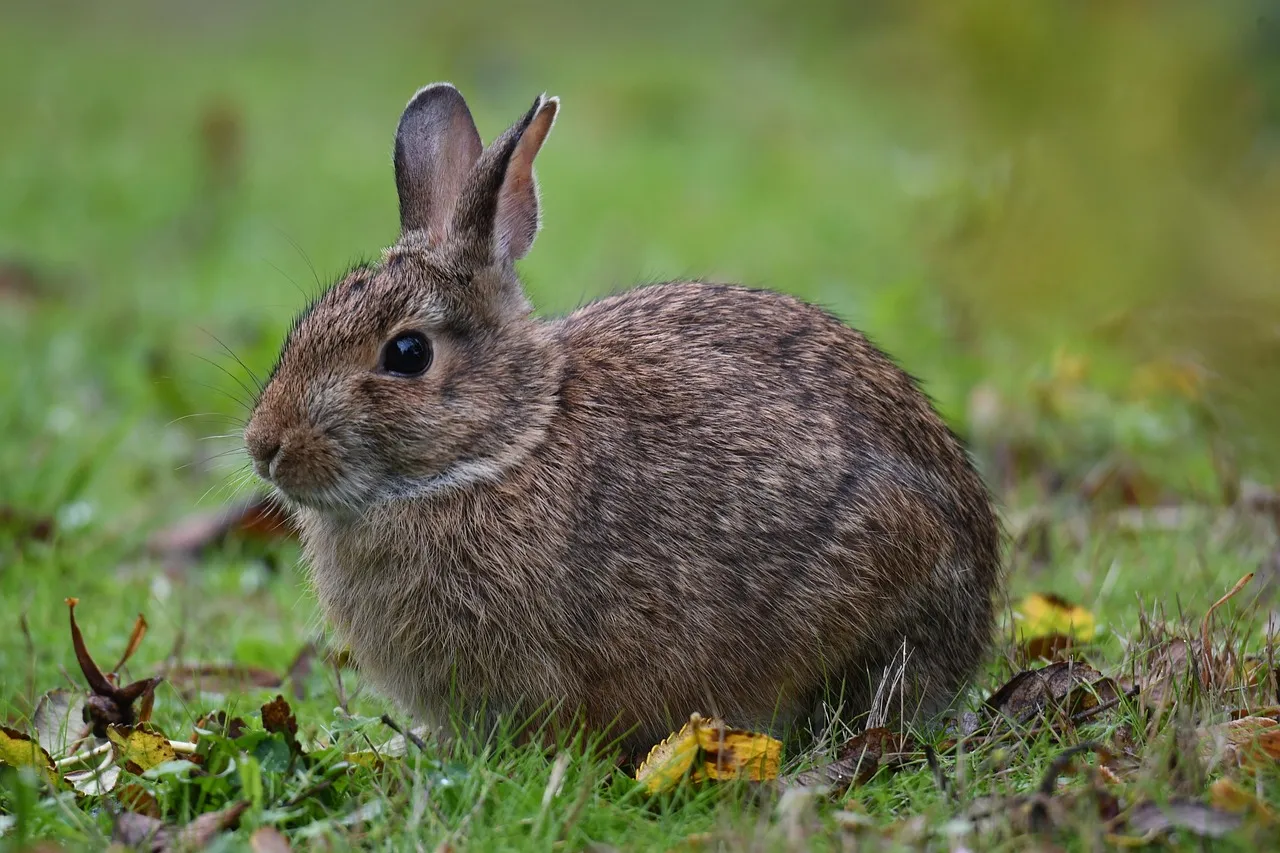 2. The Eastern Cottontail: Summer's Gentlest Speedster (Image Credits: Pixabay)