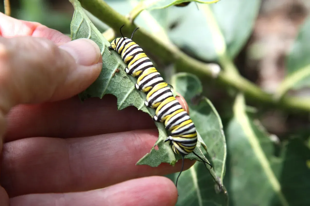 Grow Host Plants for Butterflies, Not Just Nectar Plants (Image Credits: Pixabay)