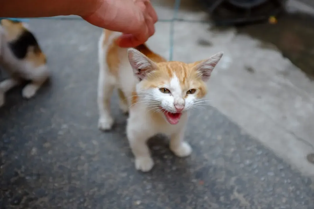 Understanding the Age and Weight Guidelines for Flea Treatments (Image Credits: Unsplash)