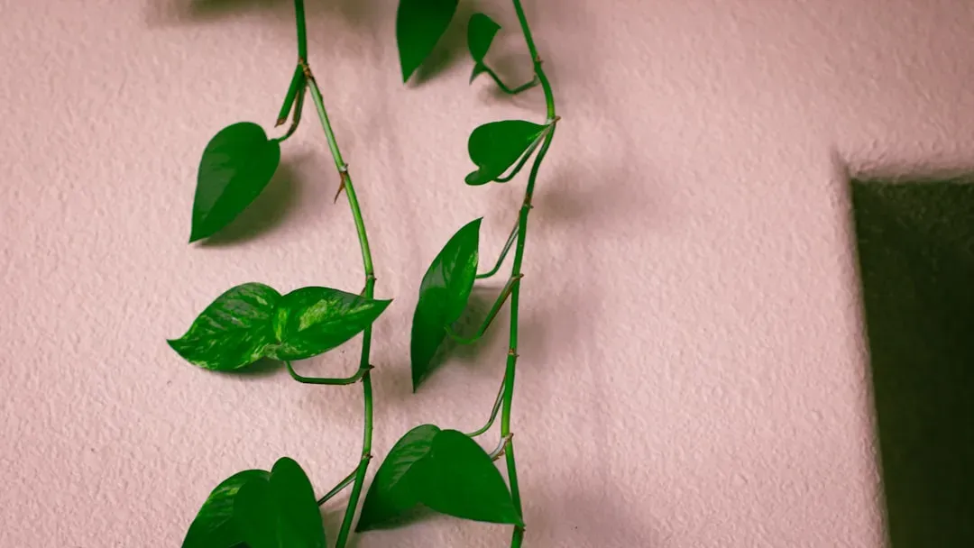 #9: Add Climbing Plants to Walls and Fences (Image Credits: Unsplash)