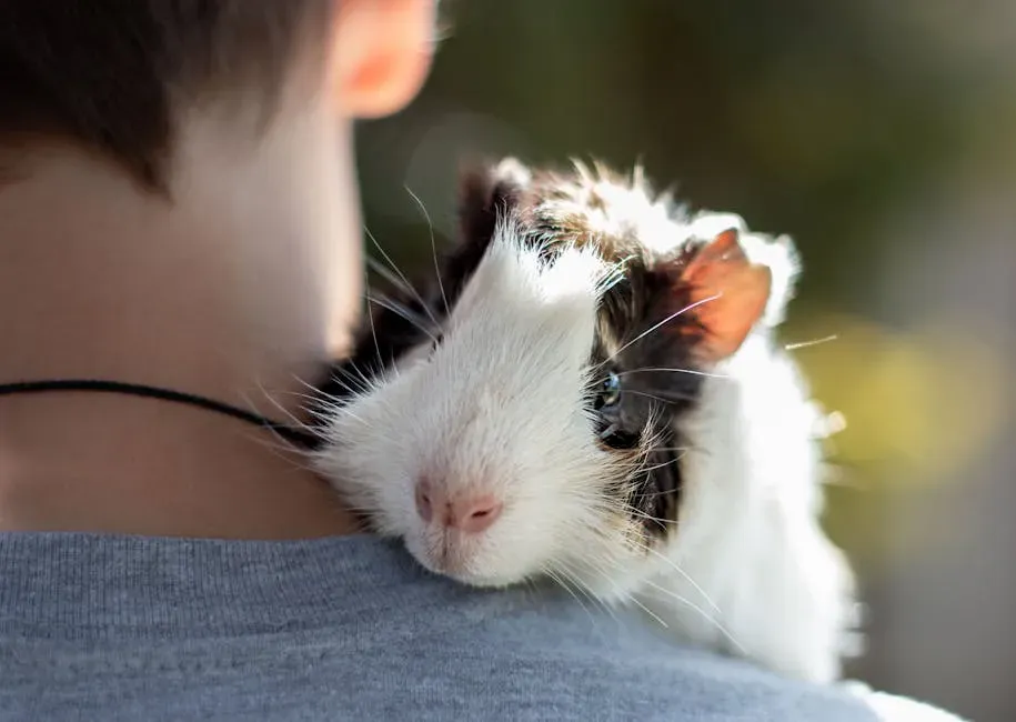 #4 - Guinea Pig (Image Credits: Pexels)