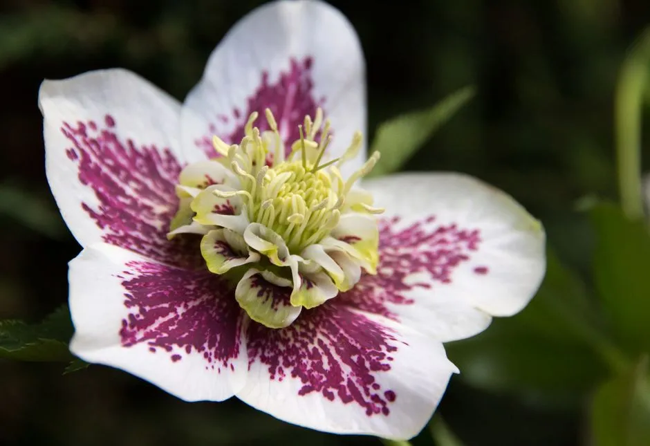 #9. Hellebore (Image Credits: Pexels)