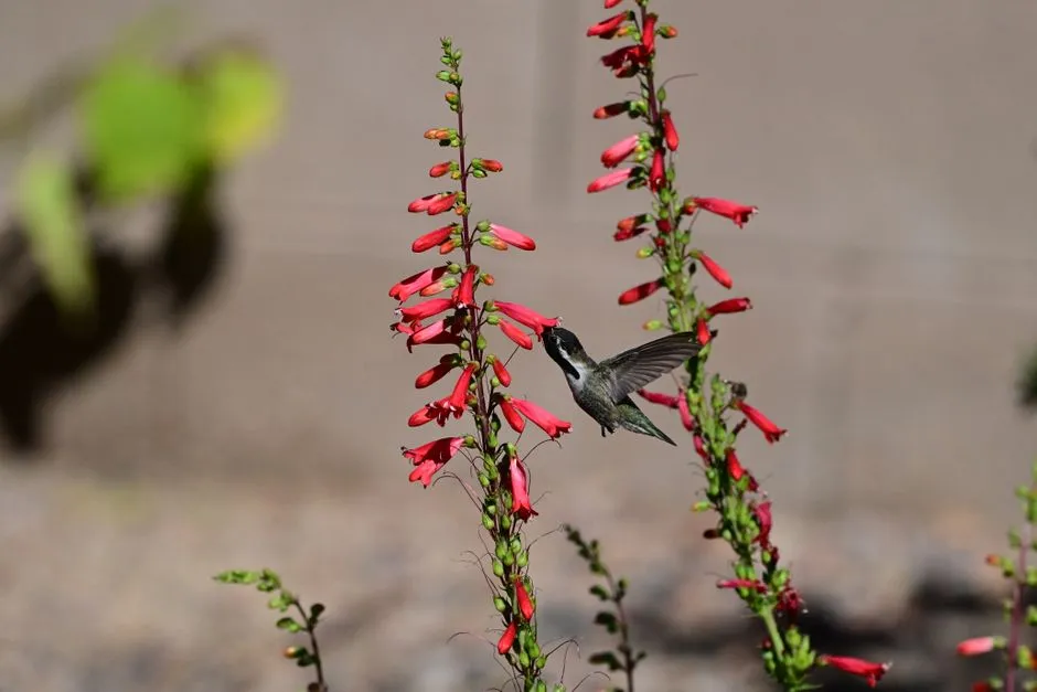 #8 - Penstemon (Beardtongue): The Spring Launchpad (Image Credits: Pexels)