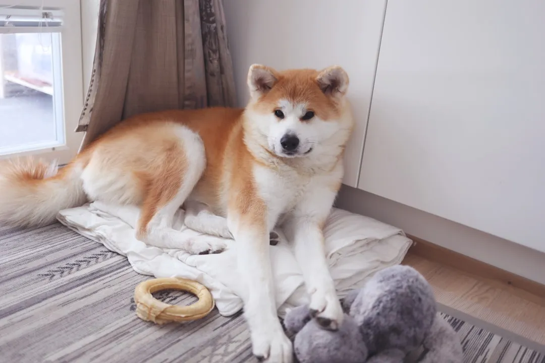 #20 - Shiba Inu: The Cat Trapped in a Dog's Body (Image Credits: Unsplash)